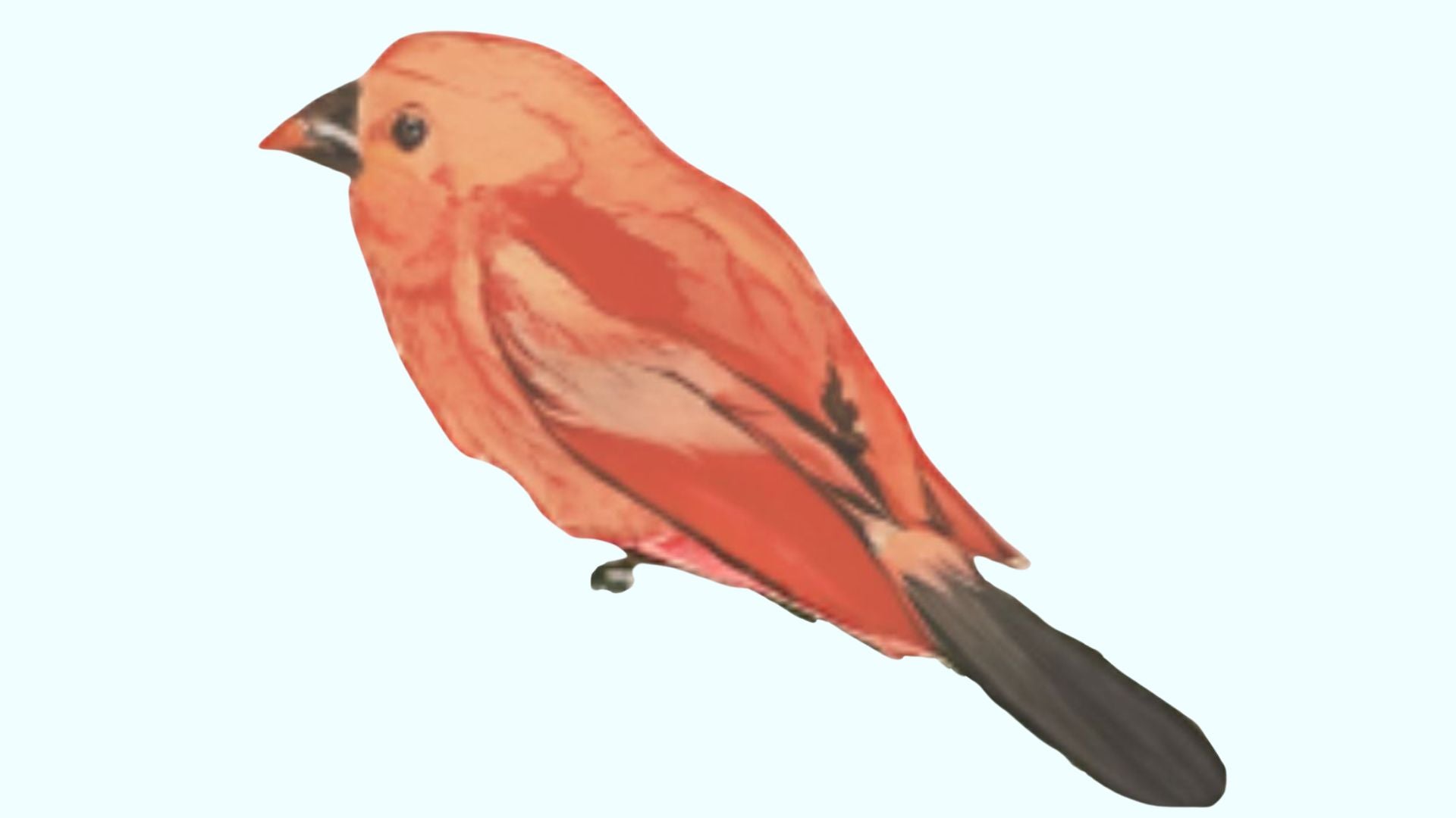 Little Birdie Embroidery